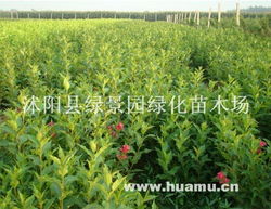 红叶李 沭阳县绿景园绿化苗木场