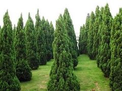 江西绿化苗木采购指南 龙柏选金龙花灯，品质保障一步到位