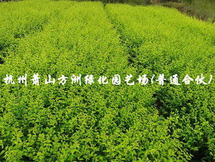 绿化苗木种苗金叶女贞h10 20优质精选,植株健壮,大量供应