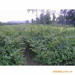 基地优价直销 湖南绿化苗木蚊母供应商，万义尽在农苗网